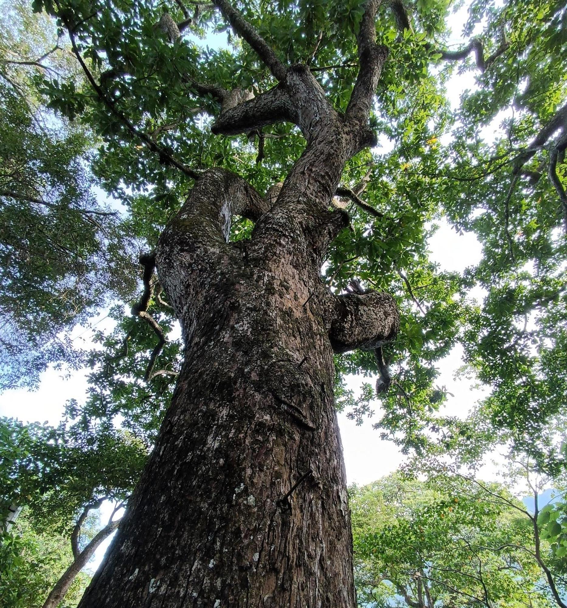 Eden Los Abuelos 2 - Casa Privada En Minca Nature Eksteriør billede